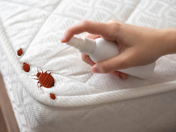 Best Flea Control Services  in Covina, CA