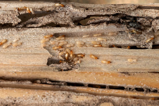 Pest Control Cost in Covina, CA