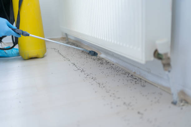 Best Pest Control for Homes  in Covina, CA