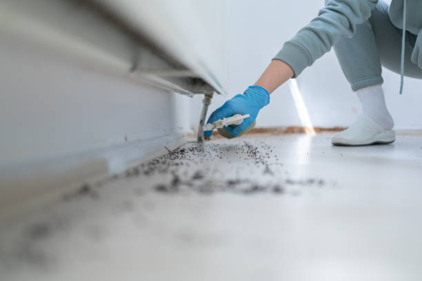 Best Wasp Removal Services  in Covina, CA